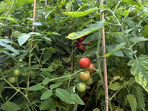Tomato vines with ripening red fruit supported by bamboo stakes in dense