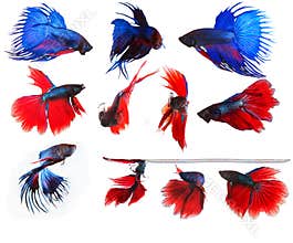 mixed of blue and red siamese fighting fish betta full body under water isolated white background