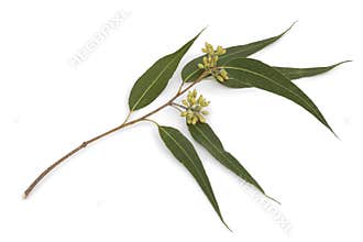 Eucalyptus branch