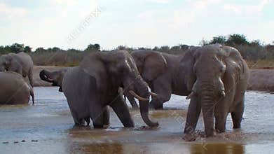 Elephant family bathing action in a waterhole Africa