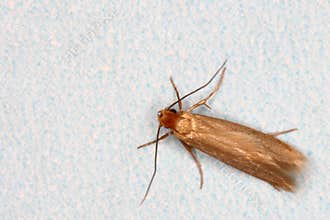 Clothing moth
