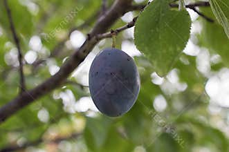 Single Damson Plum on plum tree