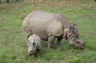Mother and baby rhino