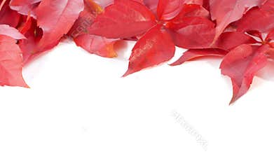 Autumn leaves, nature backgrounds, white border
