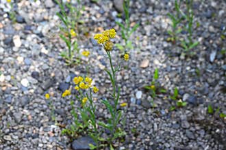 Jersey cudweed (Gnaphalium affine) flowers. Asteraceae biennial.