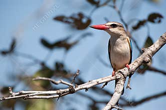 Brown-Hooded Kingfisher (Halcyon albiventris)