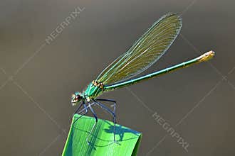 Beautiful Demoiselle , Calopteryx virgo