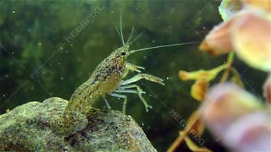 Crayfish on green water plant