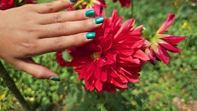 Woman Touching Blooming Dahlia Flower in Garden