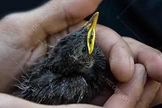 Little bird in the farmer's hands