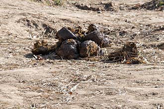 Elephant poop in Zoo