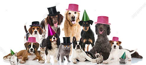 Party pets