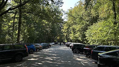 Sunlit parking road beside dense green trees with parked cars, quiet urban
