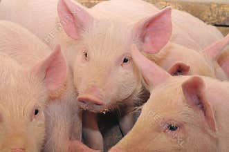 Pigs