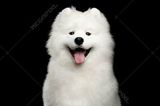 Samoyed dog isolated on Black background
