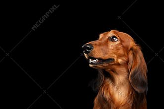 Dachshund on Black background