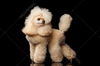 Red Mini Poodle Dog on Black