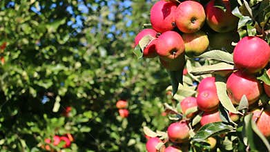 Apples in orchard