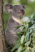 Koala Bear