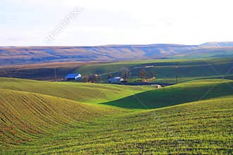 Lovely Meadows at Walla Walla