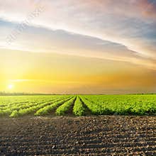 Sunset in clouds over green agriculture field with tomatoes