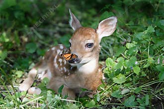 Friends in the Forest