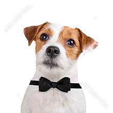 Dog wearing black bow tie