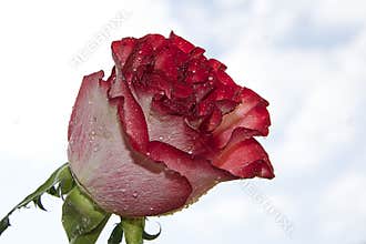 Beautiful rose