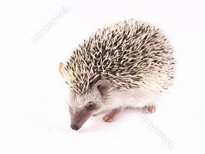 African Pygmy Hedgehogs Atelerix albiventris