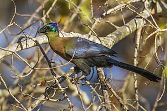Purple-crested Turaco in Kruger National park, South Africa