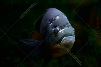 Stone fish.