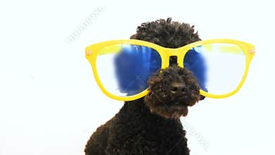 Funny little dog poodle wearing glasses