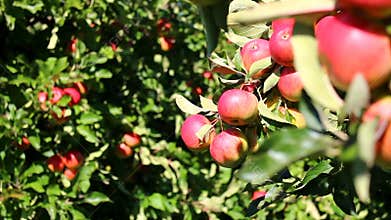 Red apples in apple trees