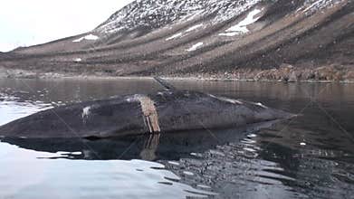 Big whale lies dead in water in desolate of ice tundra of Svalbard.