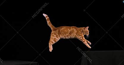 Red tabby domestic cat, adult leaping against black background