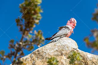 Galah parrot