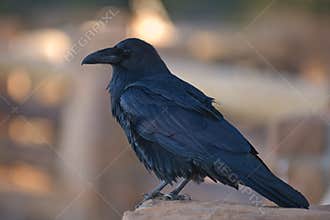 Raven