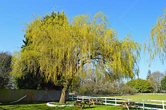 A Willow Tree