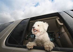 Happy Dog In Car