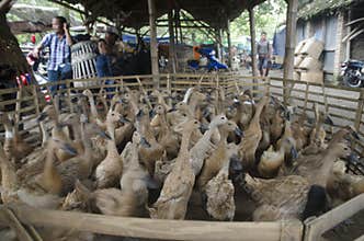 TRADITIONAL DUCK MARKET