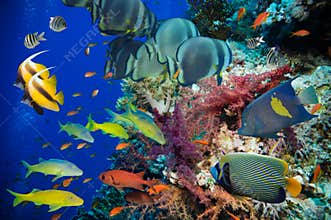 Tropical Fish and Coral Reef