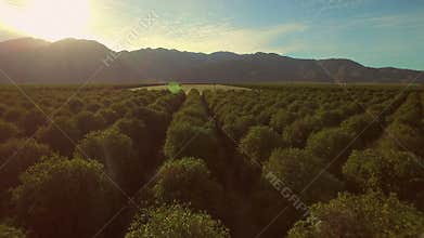 Orchards Aerial