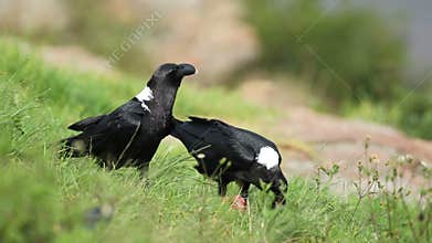 White-necked ravens feeding
