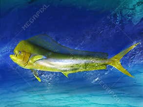 Dolphin fish
