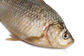 Front of the Crucian carp
