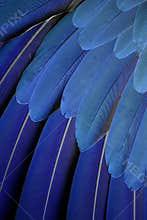 Parrot feathers