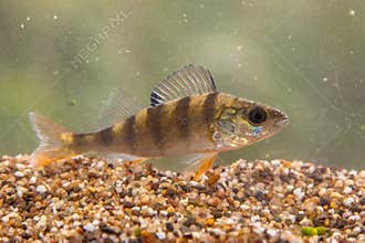 European perch