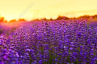 Lavender field in Tihany, Hungary