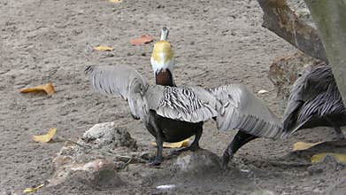 Brown pelican 4K