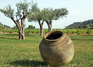Old jar and ulivi